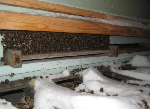 winter bees snow ice wrapped hives