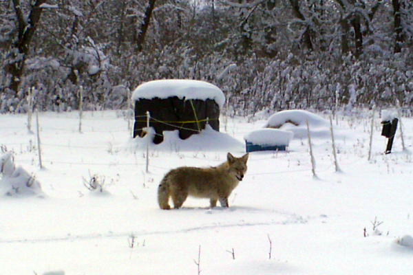 Alberta bees beehives animals wolf beekeeping mountains
