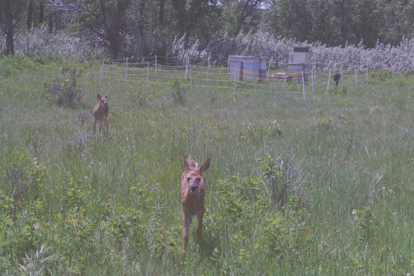 Alberta bees beehives animals deer beekeeping mountains