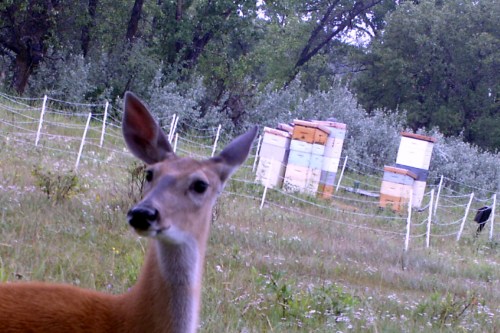 Alberta bees beehives animals lions bears grizzly moose beekeeping mountains