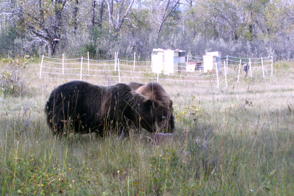 Alberta bees beehives animals bears grizzly beekeeping mountains