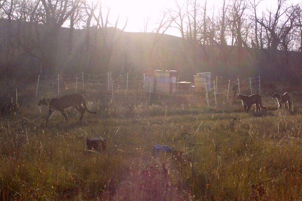 Alberta bees beehives animals mountain lion cougar puma beekeeping mountains