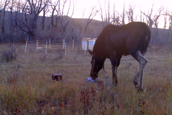 Alberta bees beehives animals moose beekeeping mountains