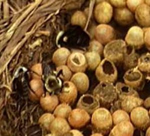 A highly immobile bumblebee nest.