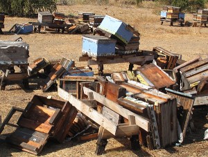 colony collapse disorder