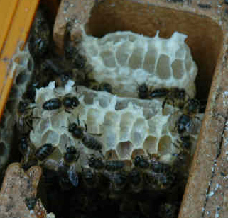 black bee mellifera mellifera