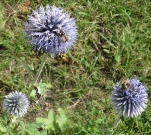 2 bumble bees nice
