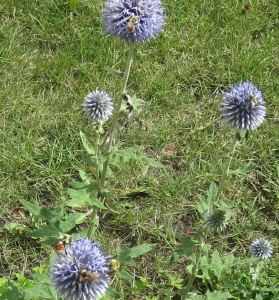 4 bumble bees