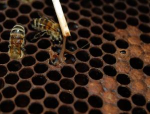 American foulbrood, major scourage of beekeeping