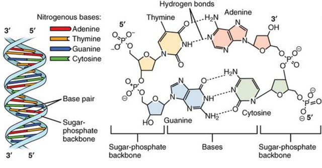 DNA structure