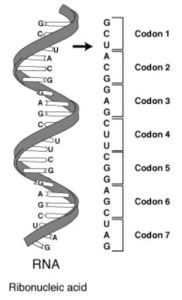 RNA codon