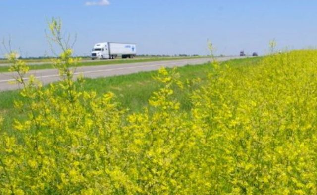 Roadside sweet clover - the sort Jo and Earl Emde planted.