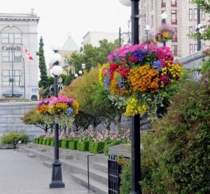 This is how Canadians set out baskets of flowers along the road for bees.