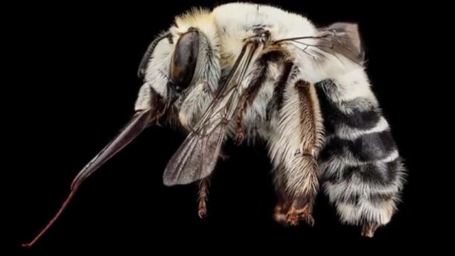 Anthophora affabilis, or Friendly Flower-Lover, South Dakota Badlands National Park, USA