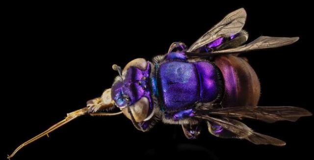 Euglossa species, Orchid Bee - Guyana, South America
