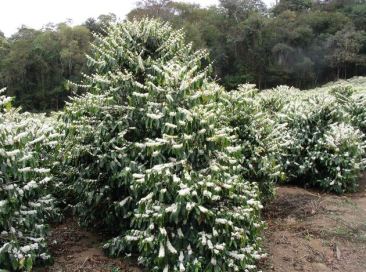 coffee tree in bloom