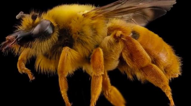 Diphaglossa gayi, the Valdivian Forest Forked-Tongue Bee - southern Chile's temperate rain forest