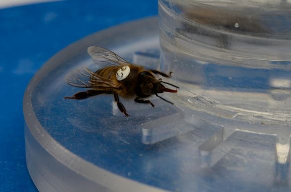 Dr Roger Schurch bee collecting caffeine