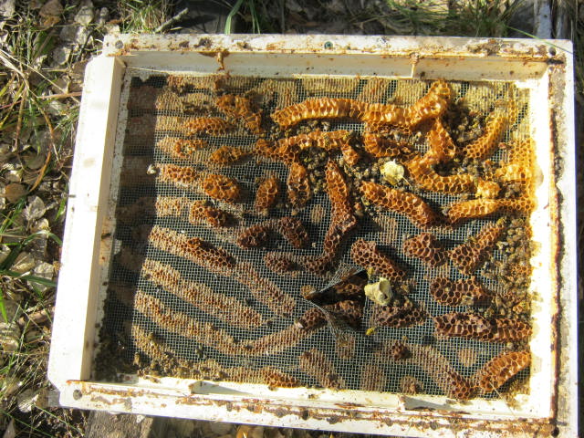 Bees stuck below the mite screen. Janne cut an escape for them to move up.