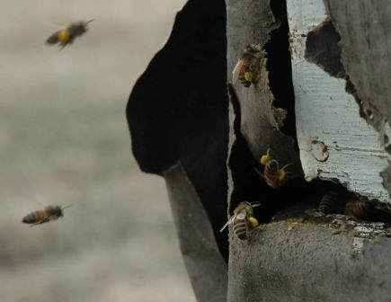 bees arriving with pollen in Alberta
