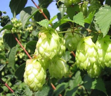 Flowering Hops Plant