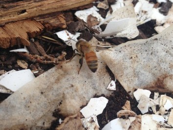 honey bee collecting coffee grounds in pollen baskets