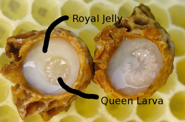 The Queen's Breakfast: Royal Jelly (Source: Wikimedia)