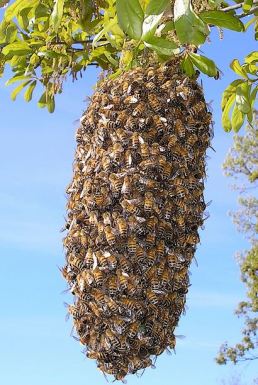 a hanging swarm