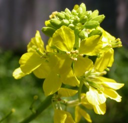 mustard in bloom