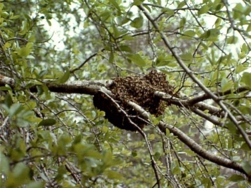 Bees - May Swarm at the Lot