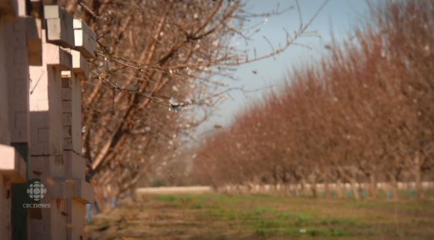 CBC almonds and bees
