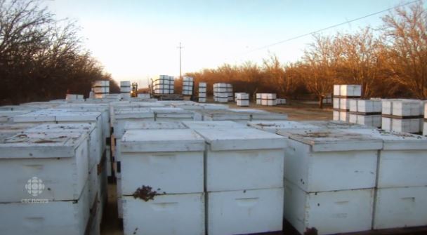 CBC bees among the almonds