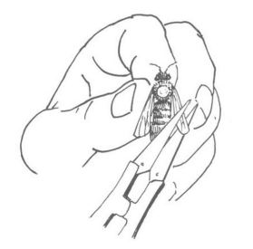 Don't hold her legs; don't use garden shears.