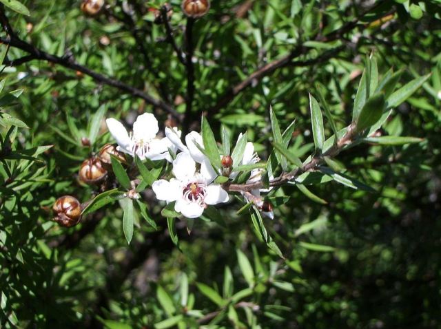 Manuka in bloom. (Source: Wikicommons)