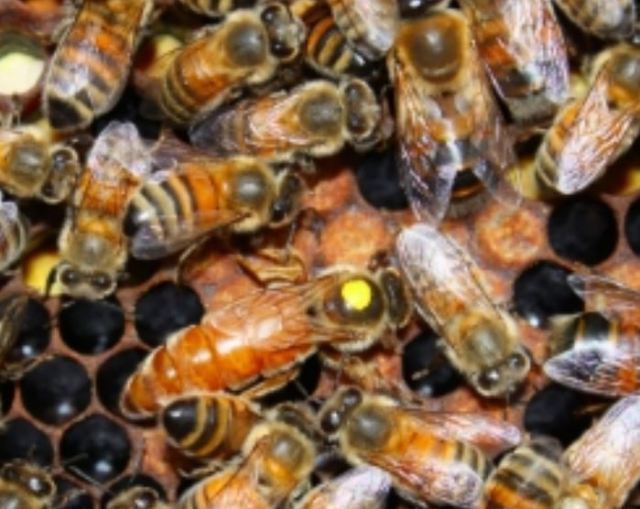 This queen, with the yellow mark, was reared in 2012.