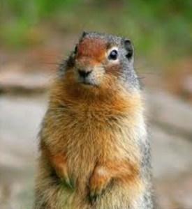 Calgary's Ground Hog