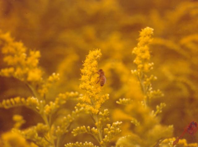 Goldenrod, not a typical choice for a flower garden. But in some regions, highly attractive to honey bees.