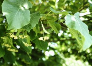 trees in bloom: Tulip poplar, left; basswood, right
