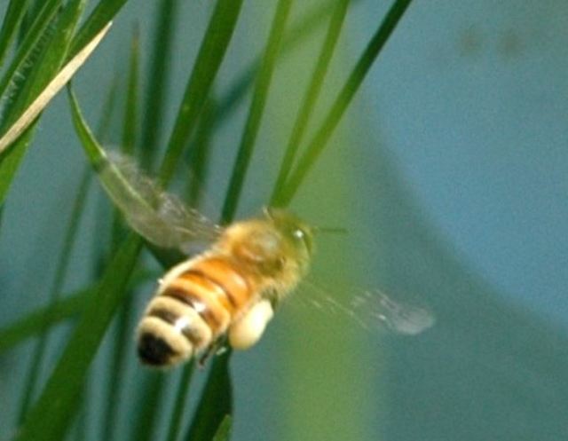 bee with pollen