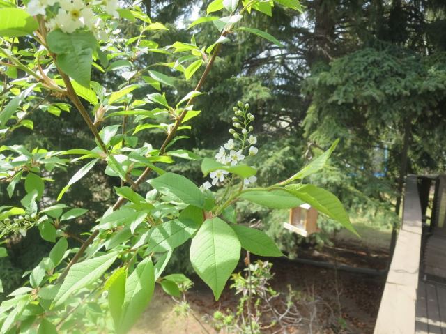 Our backyard cherry is also blooming a month early. This isn't good.