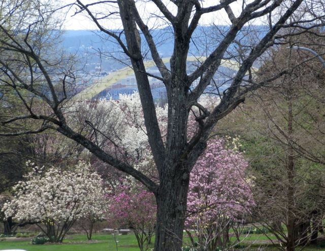 Very pretty, but not a honey bee's paradise.