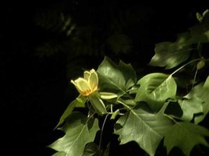 Tulip poplar in bloom