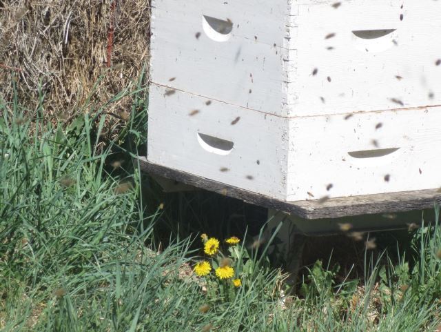 Bees were working dandelions in the apiary.