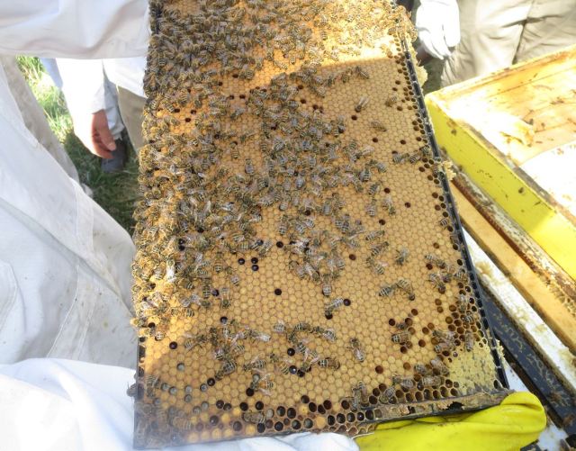 A near-perfect frame of brood.