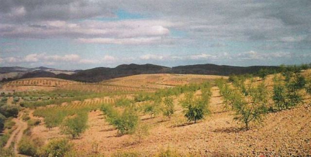 Spanish almond grove, 1993. From Juan Ramon Murua, et.al.