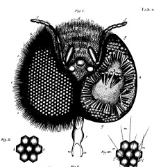 Jan Swammerdam's 1673 sketch helped him understand the bee's compound eyes