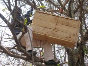 Bees and beekeeper in a tree.