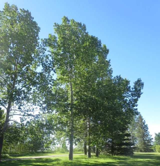 Our western poplars, also known as cotton wood trees.