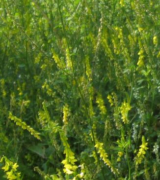 yellow sweet clover, closer