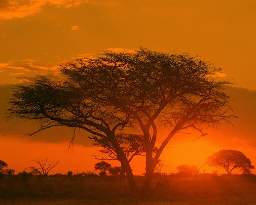 zimbabwe trees